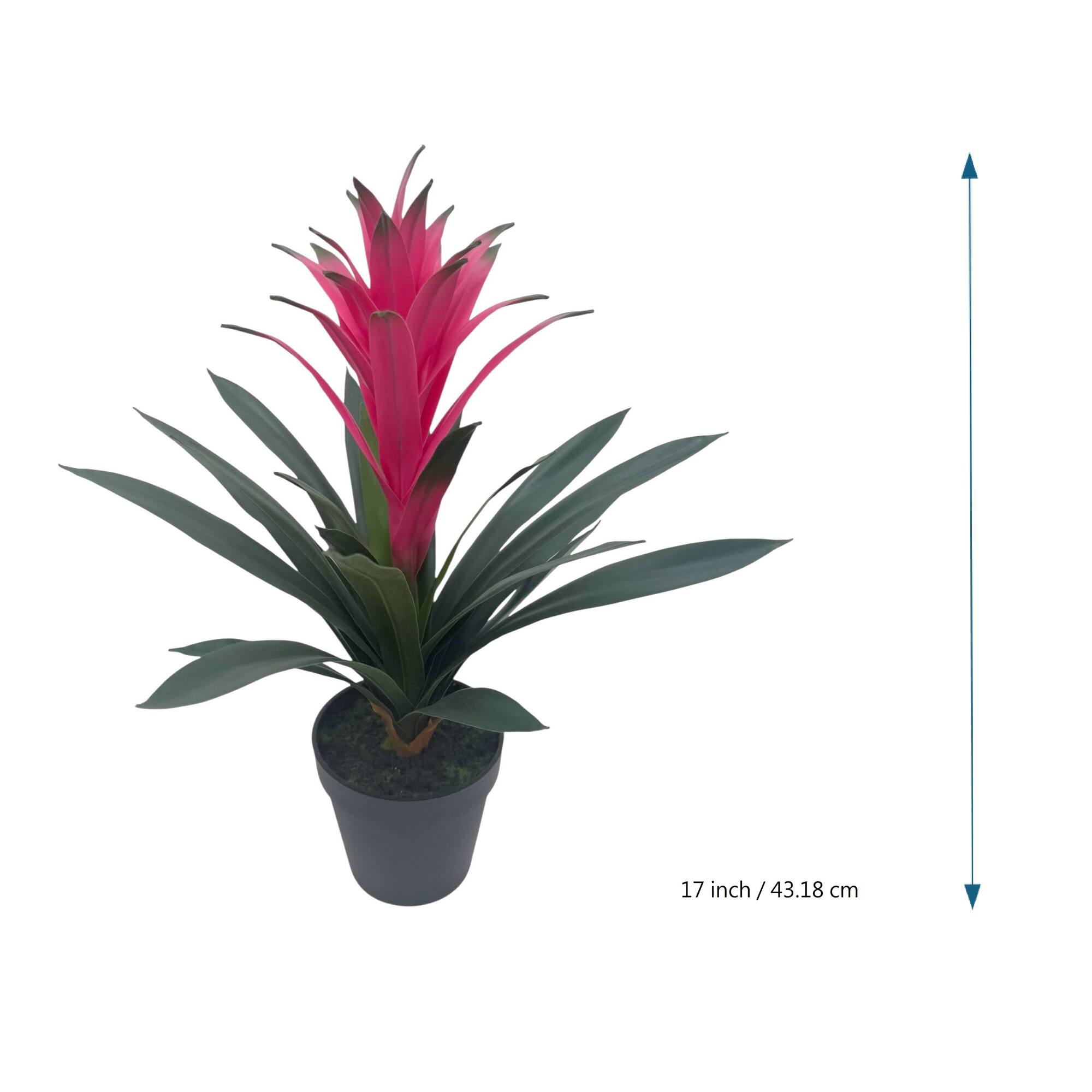 18" Potted Bromeliad Plant by Ashland
